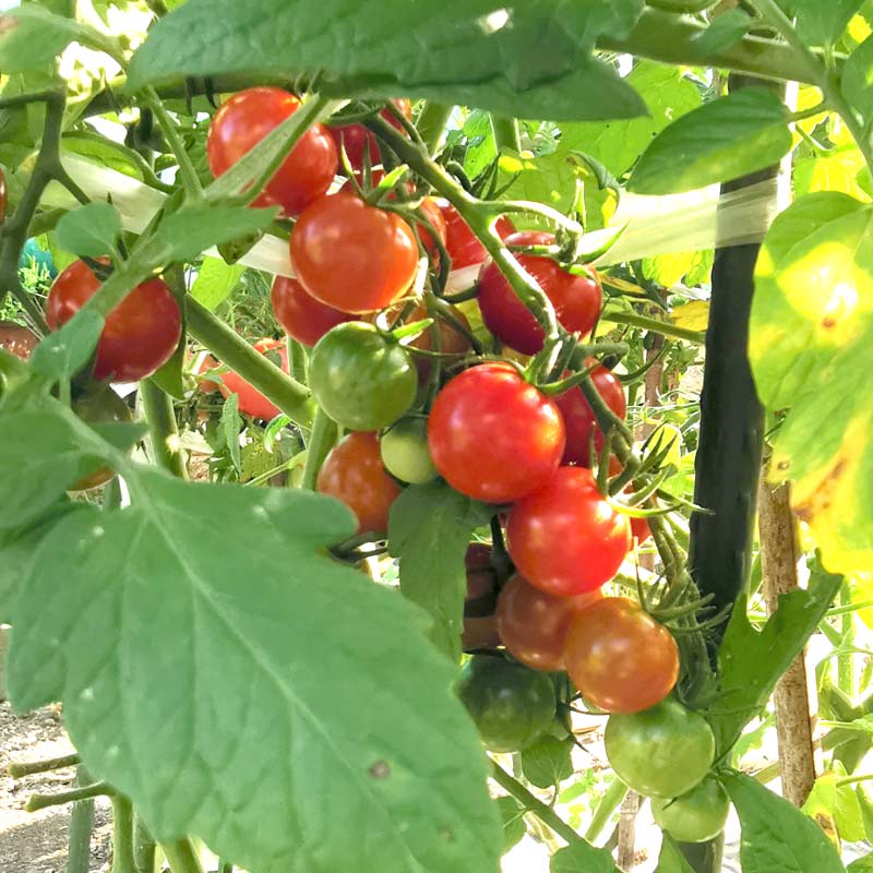 私のトマト栽培法 心のスイッチ